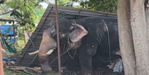 കൂടൽമാണിക്യ ക്ഷേത്രത്തിലും ആനയിടഞ്ഞു ,, രണ്ടാം പാപ്പാൻ കൊല്ലപ്പെട്ടു