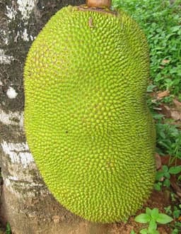 മൂർഖൻ പാമ്പിനെ ചക്ക കൊന്നു
