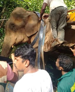 ചികിത്സ നൽകി കാട്ടിലേക്കയച്ചിട്ടും അവളെ രക്ഷിക്കാനായില്ല