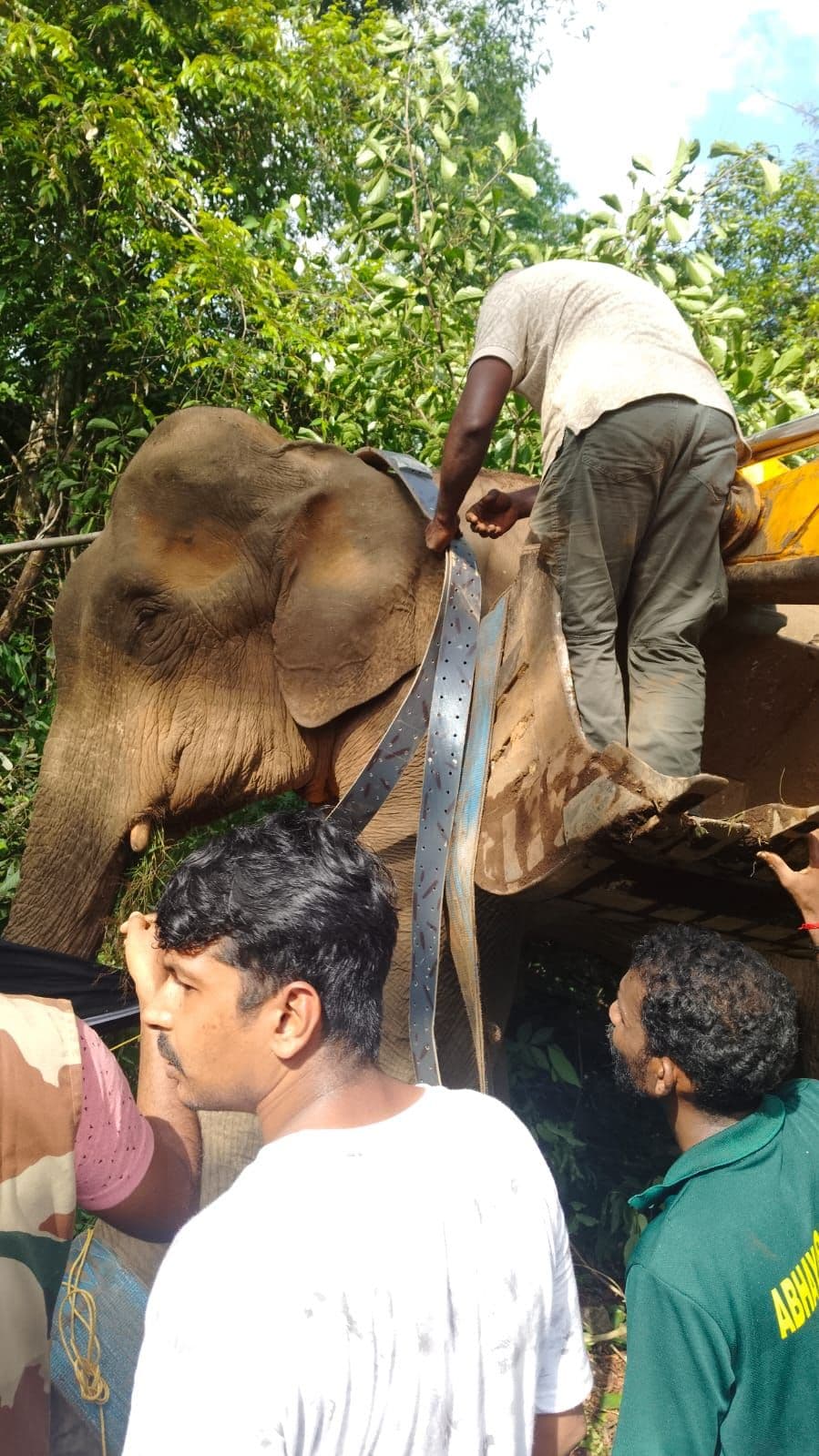 റേഡിയോ കോളർ ഘടിപ്പിച്ച് കാട്ടാനയെ വനത്തിലേക്ക് തിരിച്ചുവിട്ടു